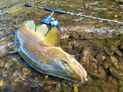 Large Makarewa trout veltic 2