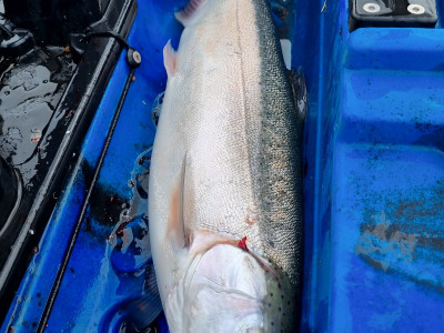 Solid two year old Rotoiti fish