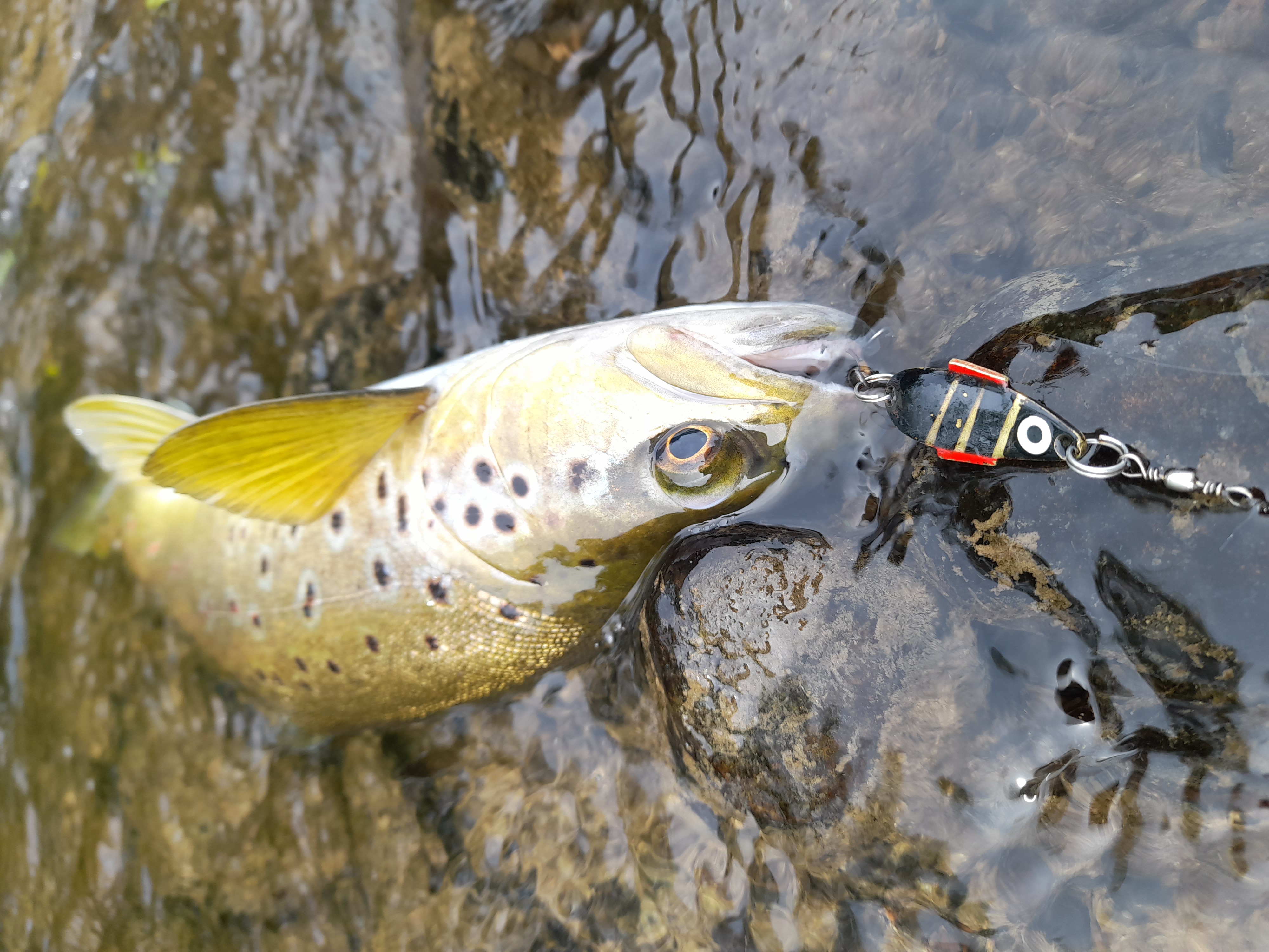 Trout Dandy