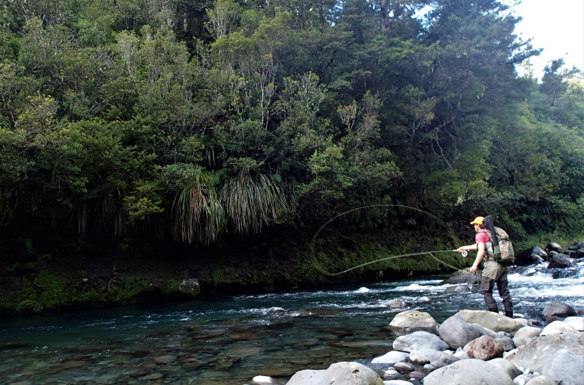 Auckland/Waikato Reel Life October 2019