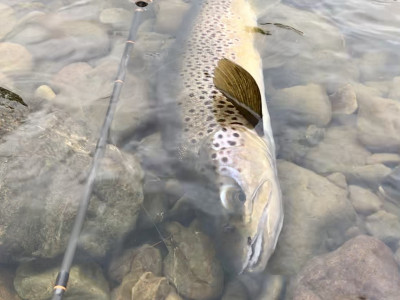 A great Wellington small stream brown taken by Ben Connolly on Open Day