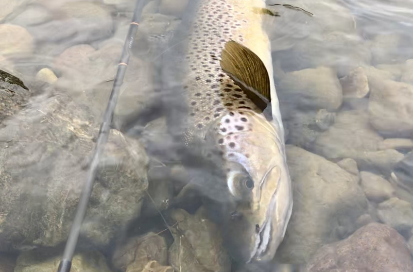Wellington Reel Life October 2019