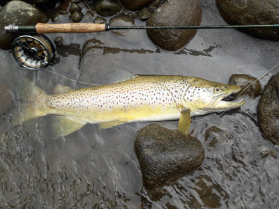TRL1 October 19. South Taranaki brown caught released on the first weekend of the 2019 season photo Gerard Karalus