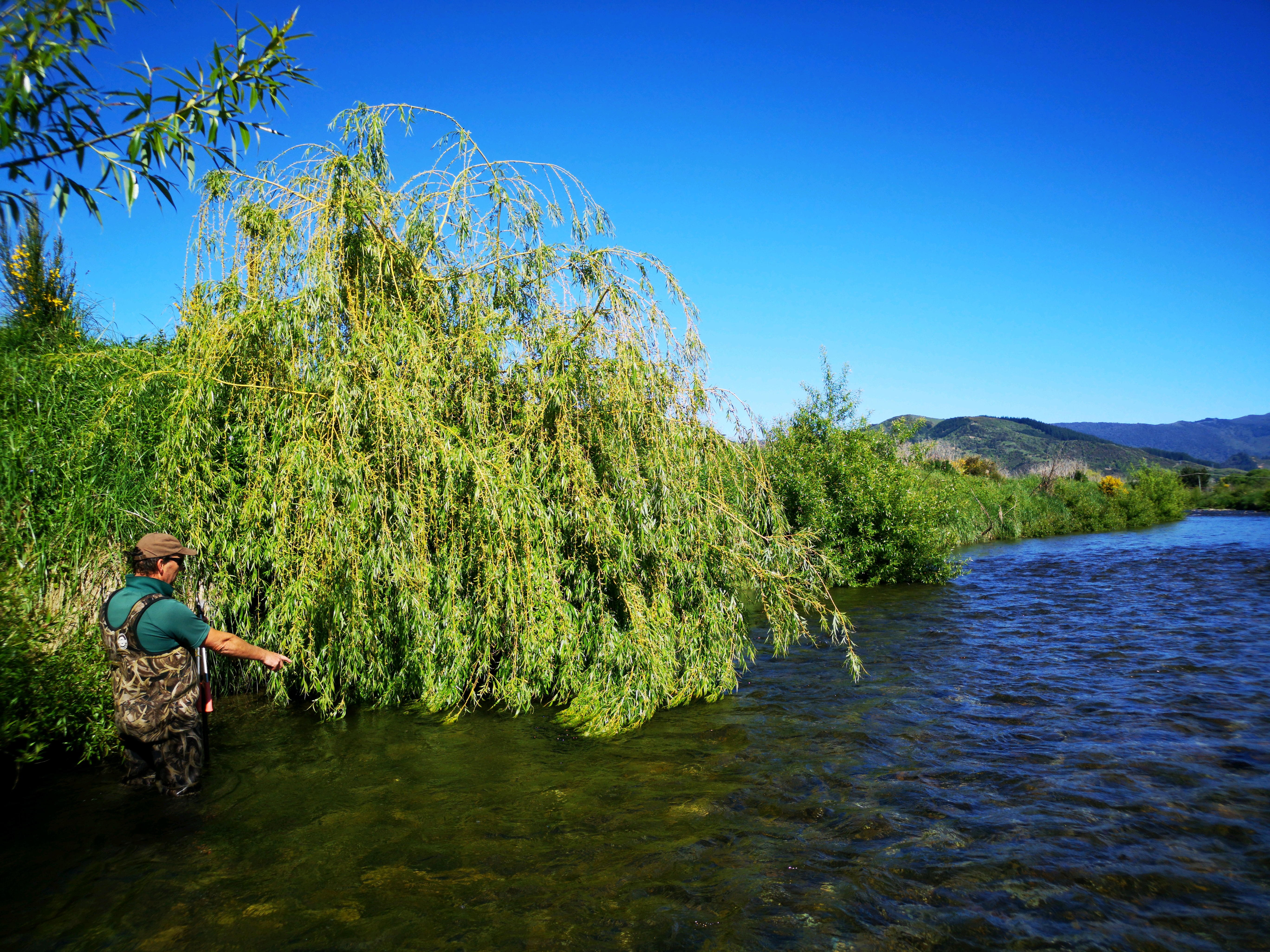 Riuwaka willows