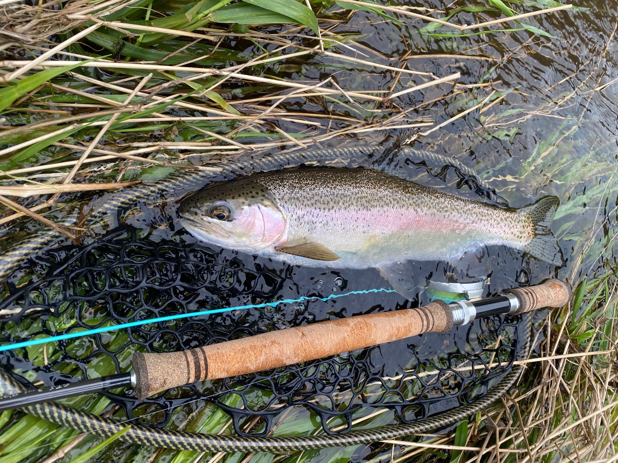 TRL3Oct2020. A nice 2020 early season ringplain rainbow photo Michael Bakker.