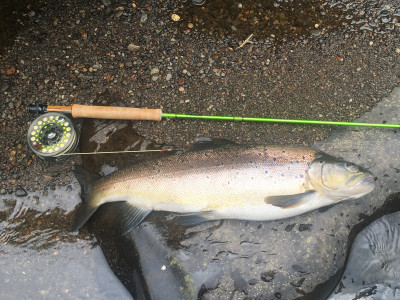 TRL1Sept21. A well conditioned Taranaki ringplain brown trout photo Craig Hassell.