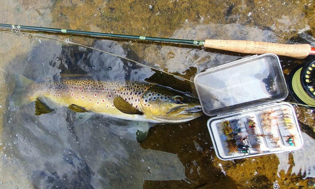 TRL2Oct22. A beautifully marked ringplain brown jack Photo Curly McEwen