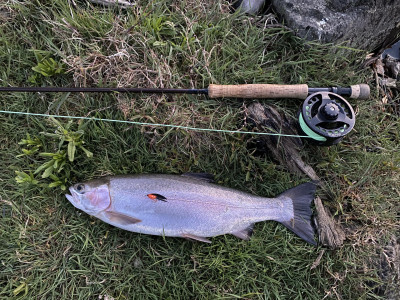 Whau Valley Trout Oct 23