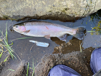 TRL1Oct23. A prime early season ringplain rainbow photo Jack Ogden.