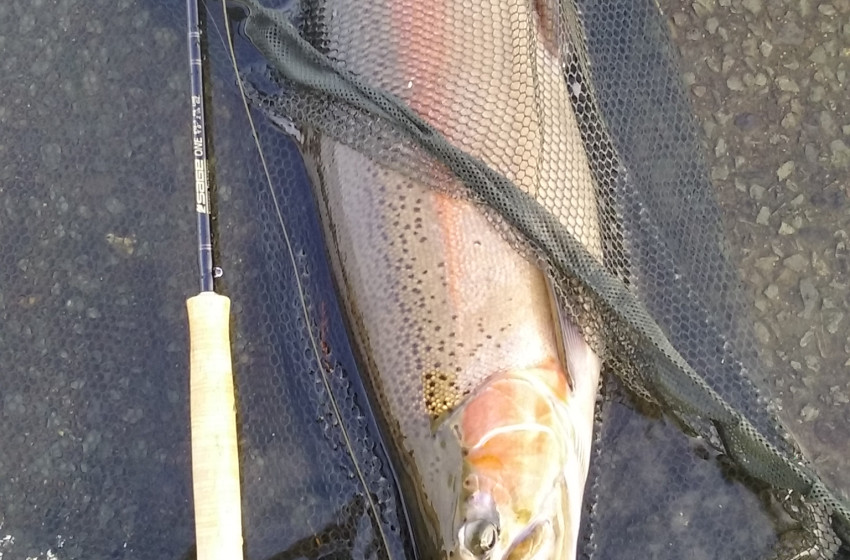 Auckland/Waikato Reel Life September 2018