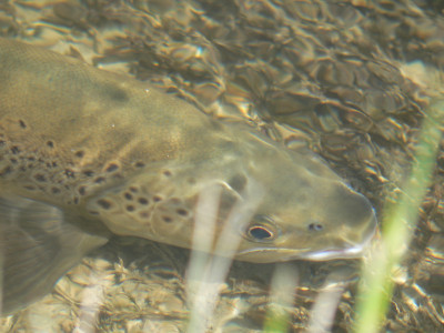 Small stream trout