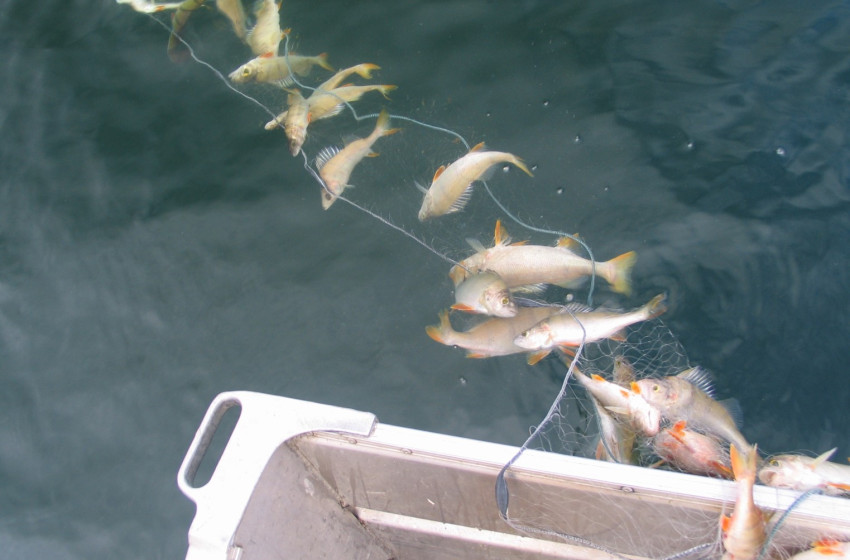 Auckland/Waikato Reel Life September 2019