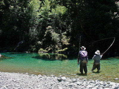 Hooked up to backcountry brown early last season Copyright Nick King
