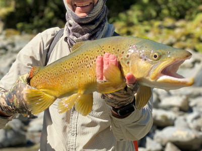 An XOS Wellington Fish Game region brown possibly a mouse muncher