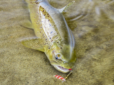 Brown trout veltic 1 copy