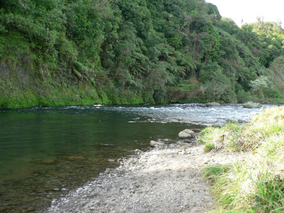 TRL1Sep21. Fishy water in the lower Waiwhakaiho River