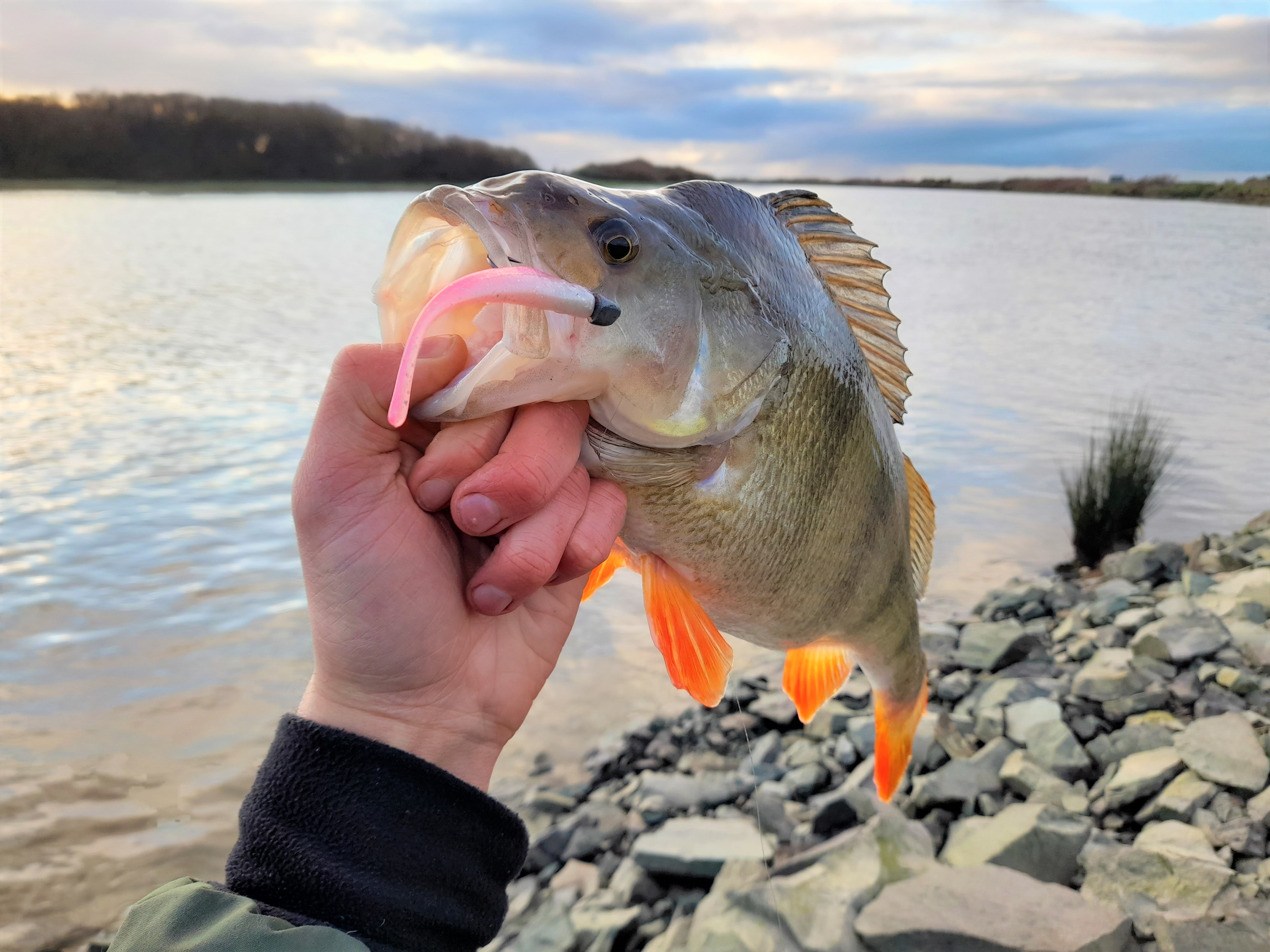 Perch Camp Road soft bait 2