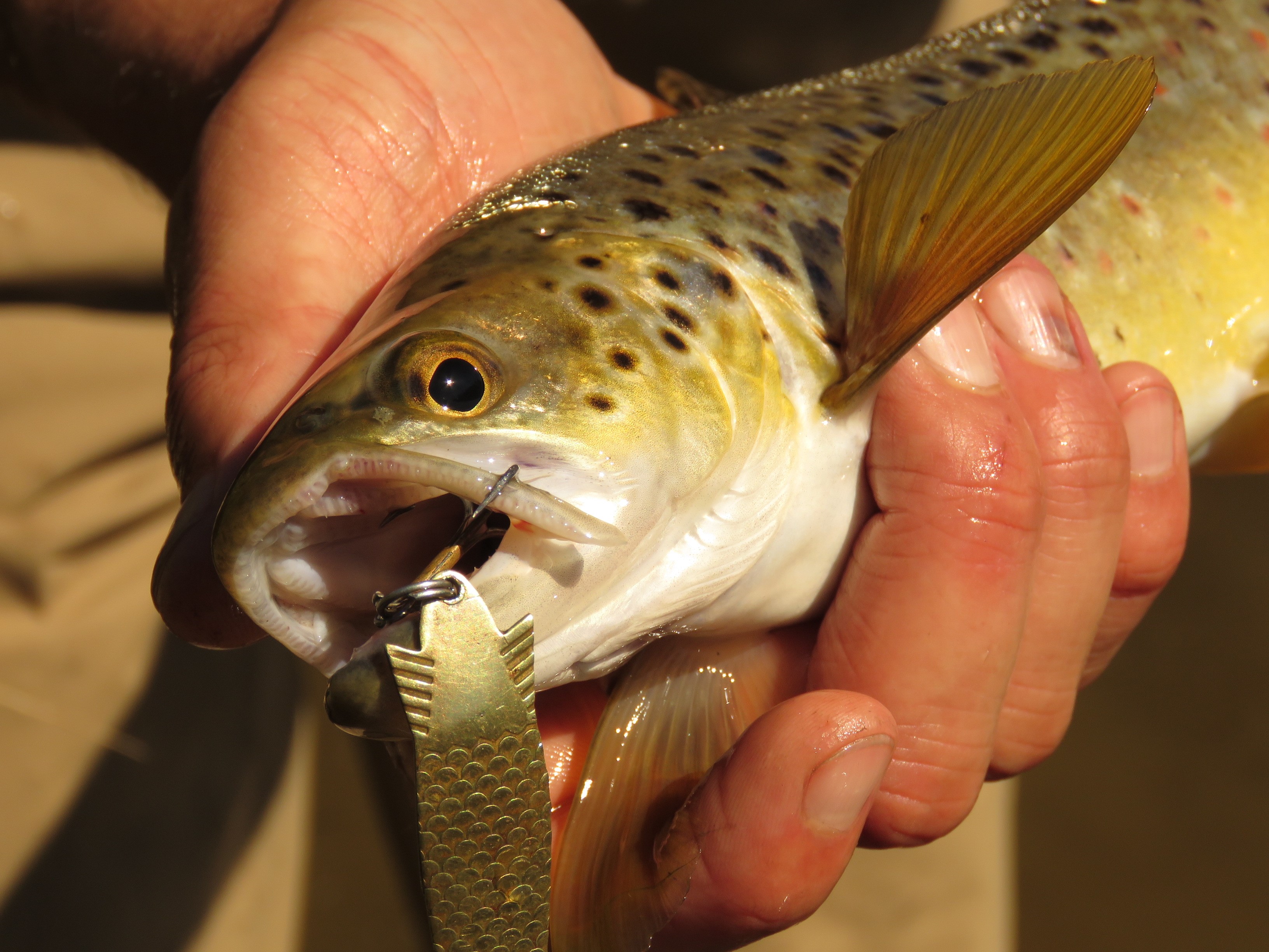 Makarewa Trout gold Toby lure