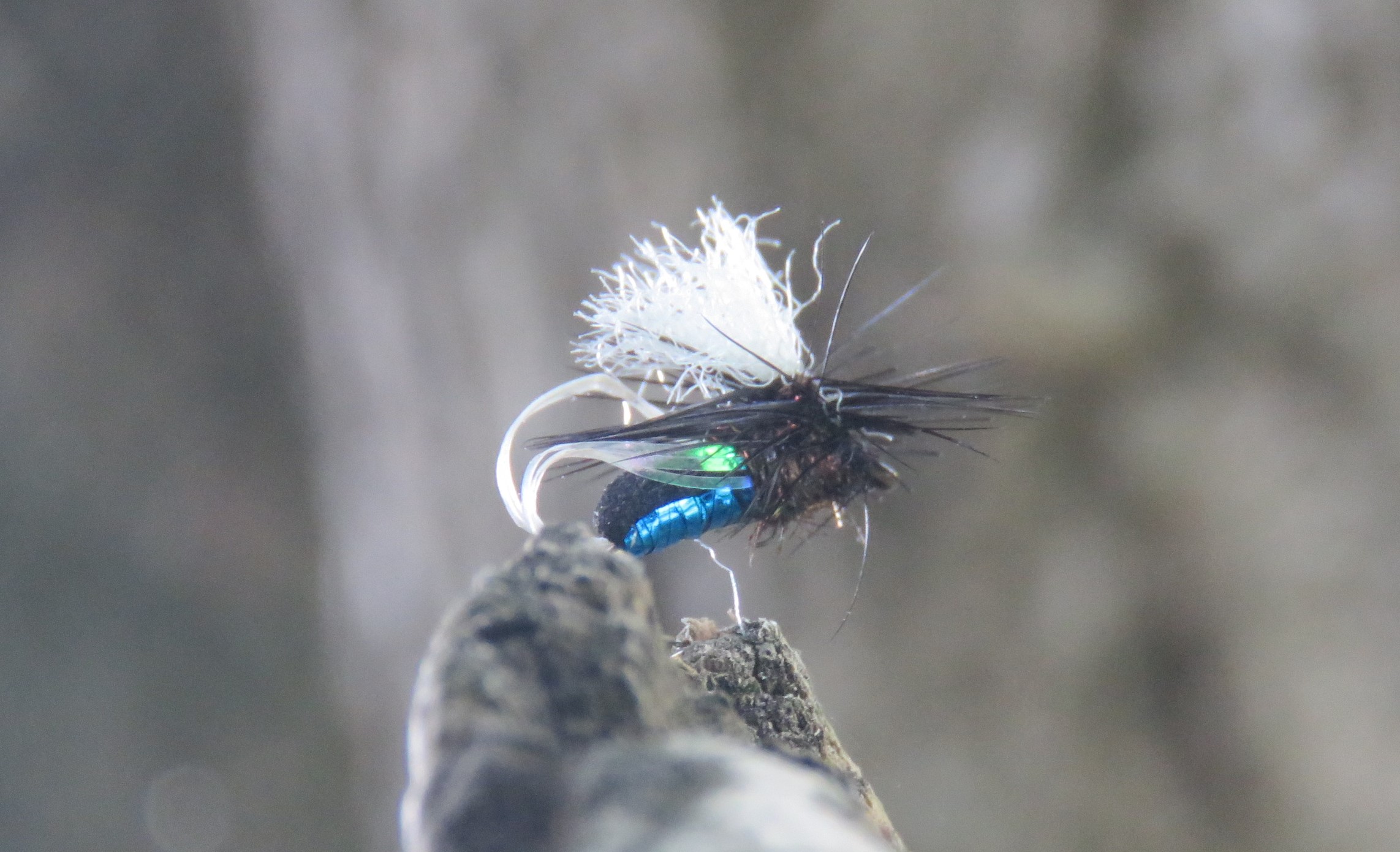 Blowfly