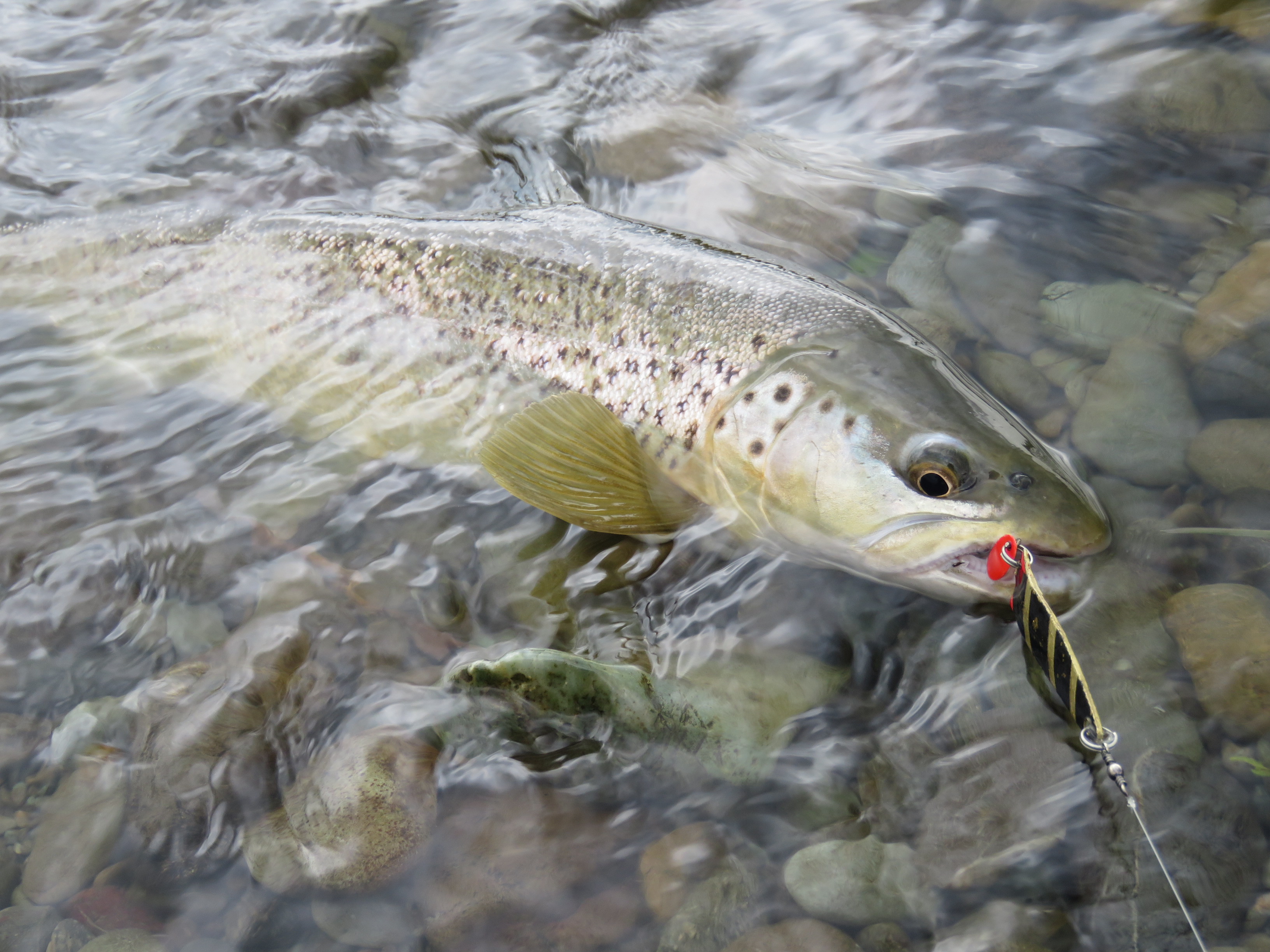 Trout Black and Gold Toby