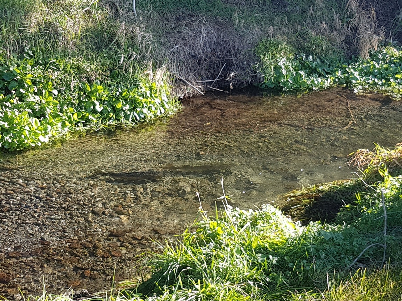 spawning2