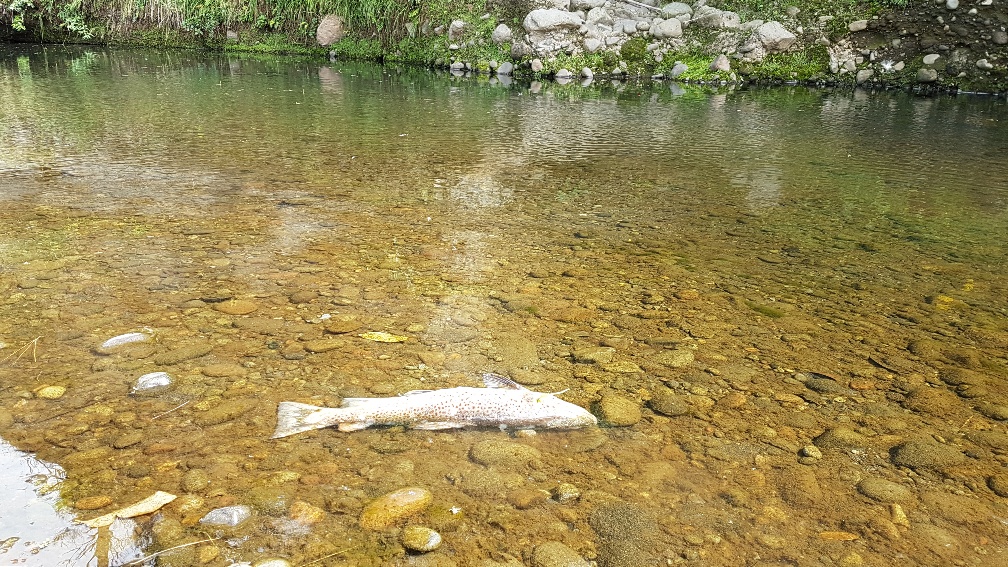 TRL1Feb18. A casualty of high water temperatures in late January 2018. photo Bart Jansma Taranaki Regional Council