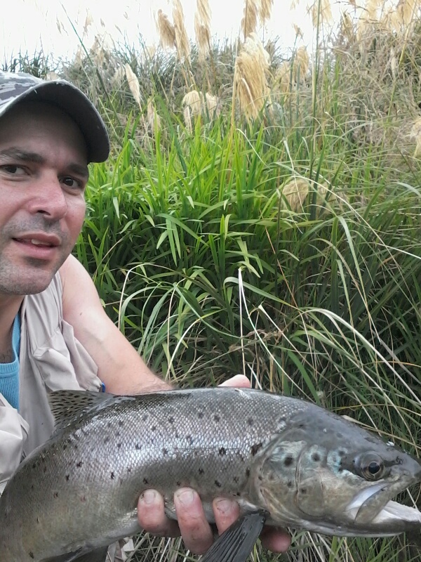 TRL2Feb19. Carlos Cardoso do Vale with a nice ringplain brown.