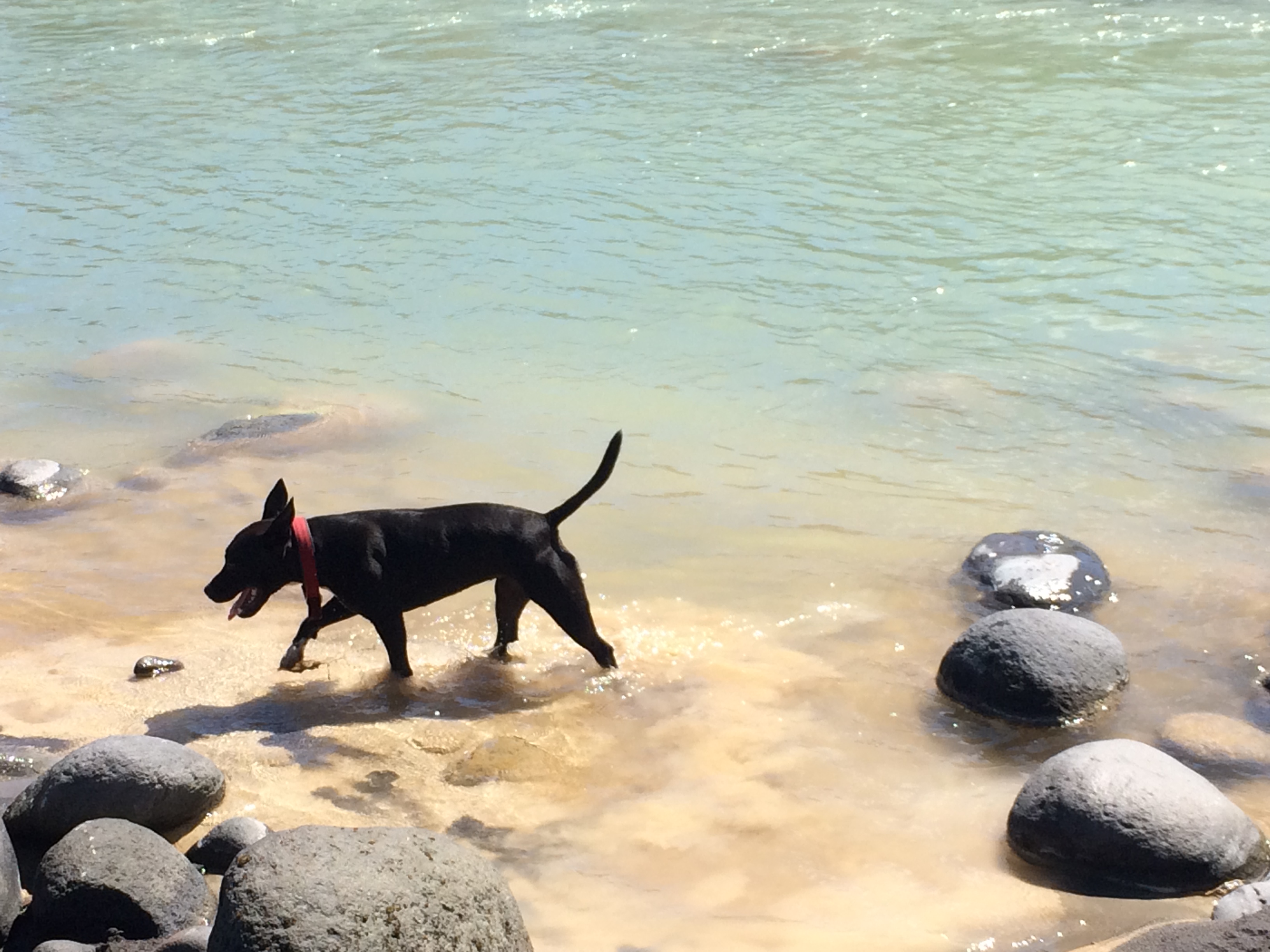 TRL3Feb19. Meg the dog disturbs sediment deposited along the edge of a murky looking Stony River following a headwater erosion event Photo Paul Clearwater.