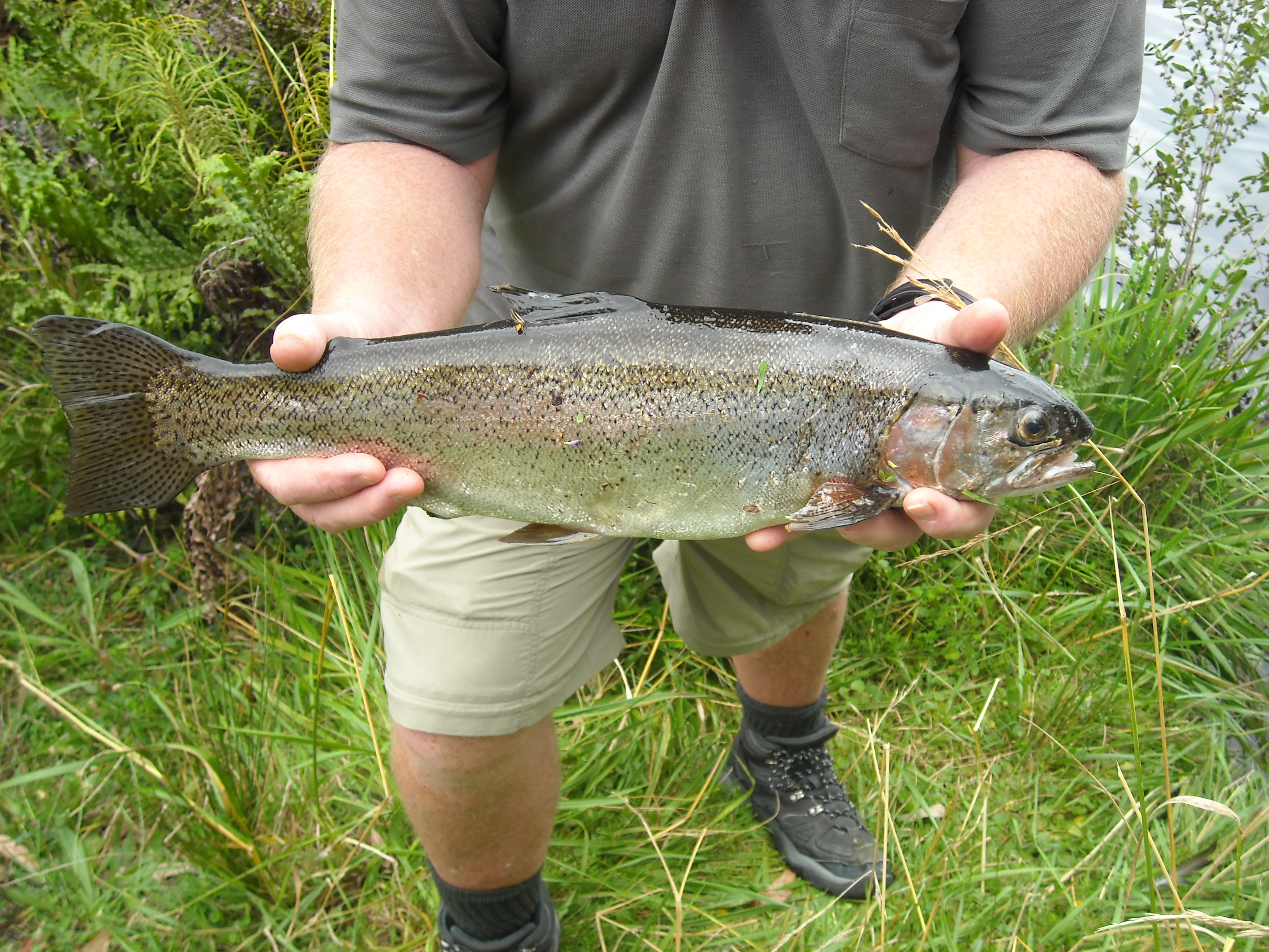 TRL2Jan18 A nice hatchery rainbow from Lake Mangamahoe taken on a small nymph Photo Alan Flynn2