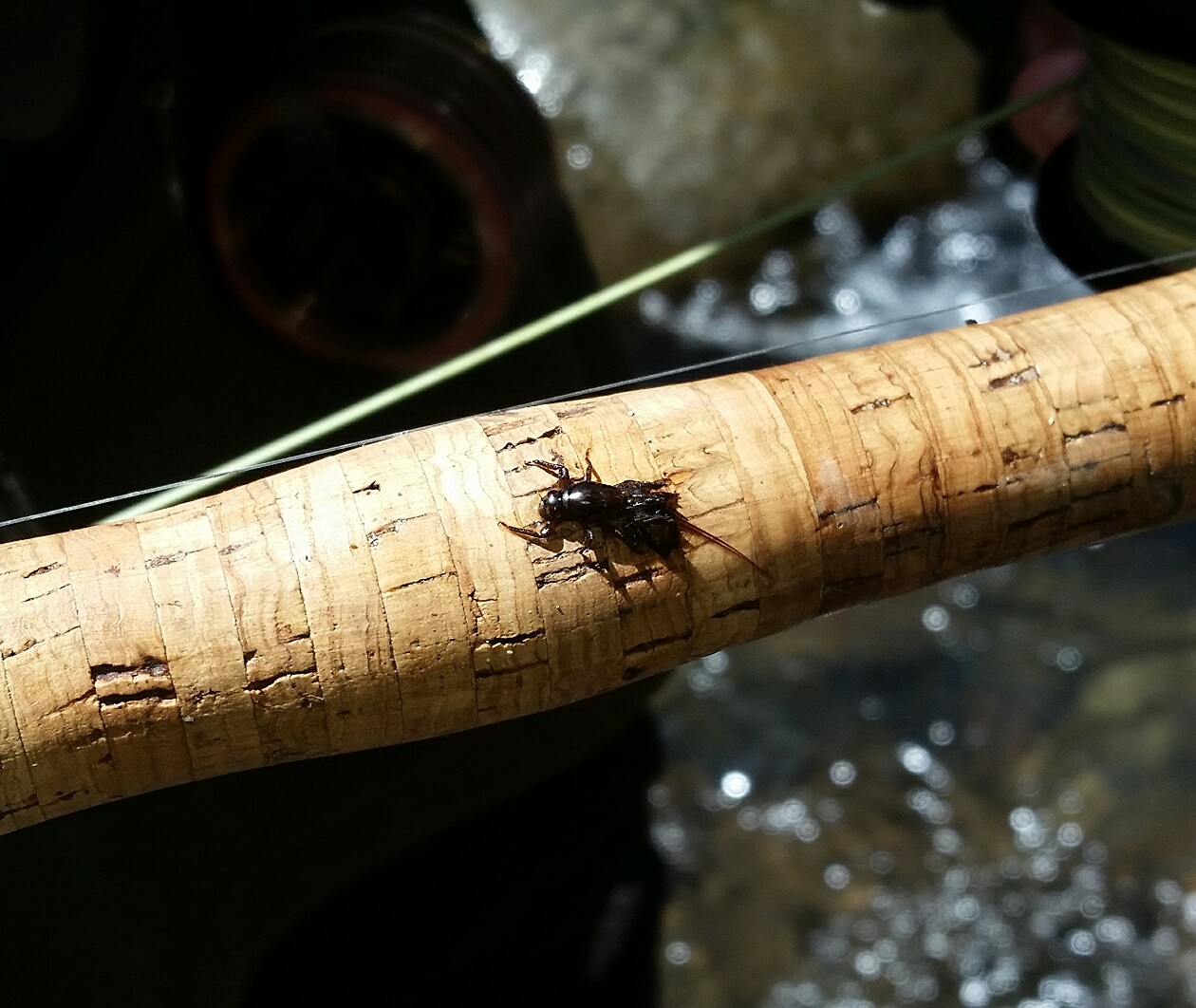 T A ringplain coloburiscus mayfly Photo Curly McEwen2.