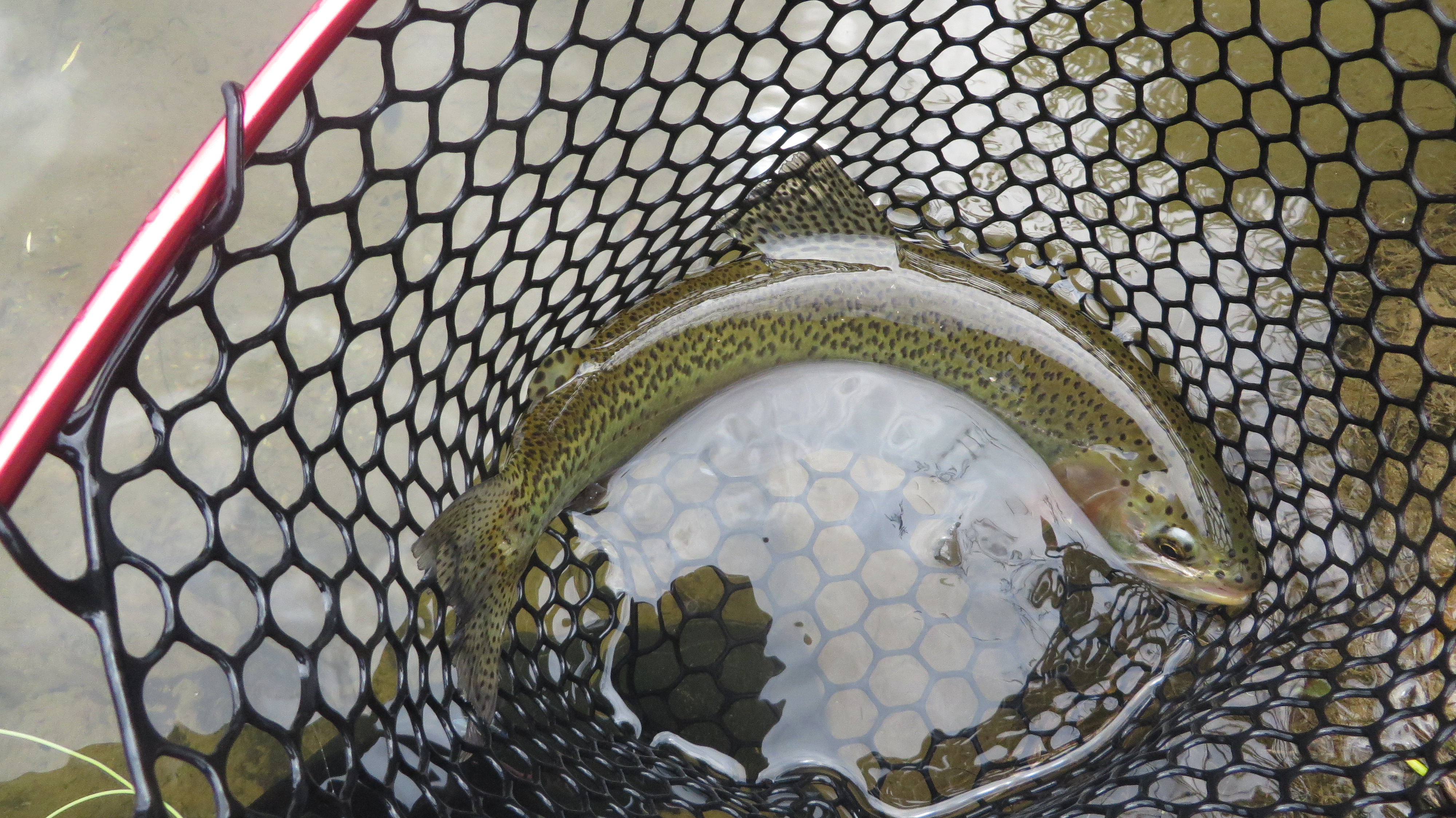 Fishing Random net pic2