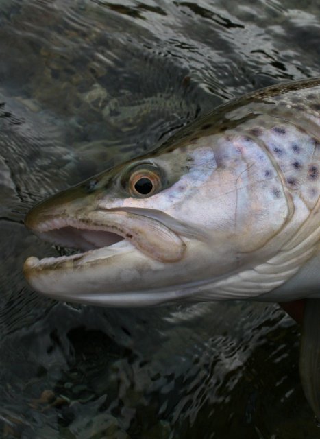 A beautiful brown from the lower Otaki CopyrightHamish Carnachan