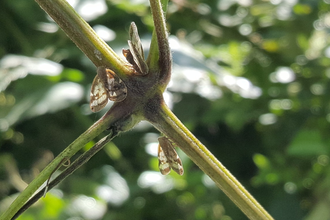 Passion vine hoppers 2