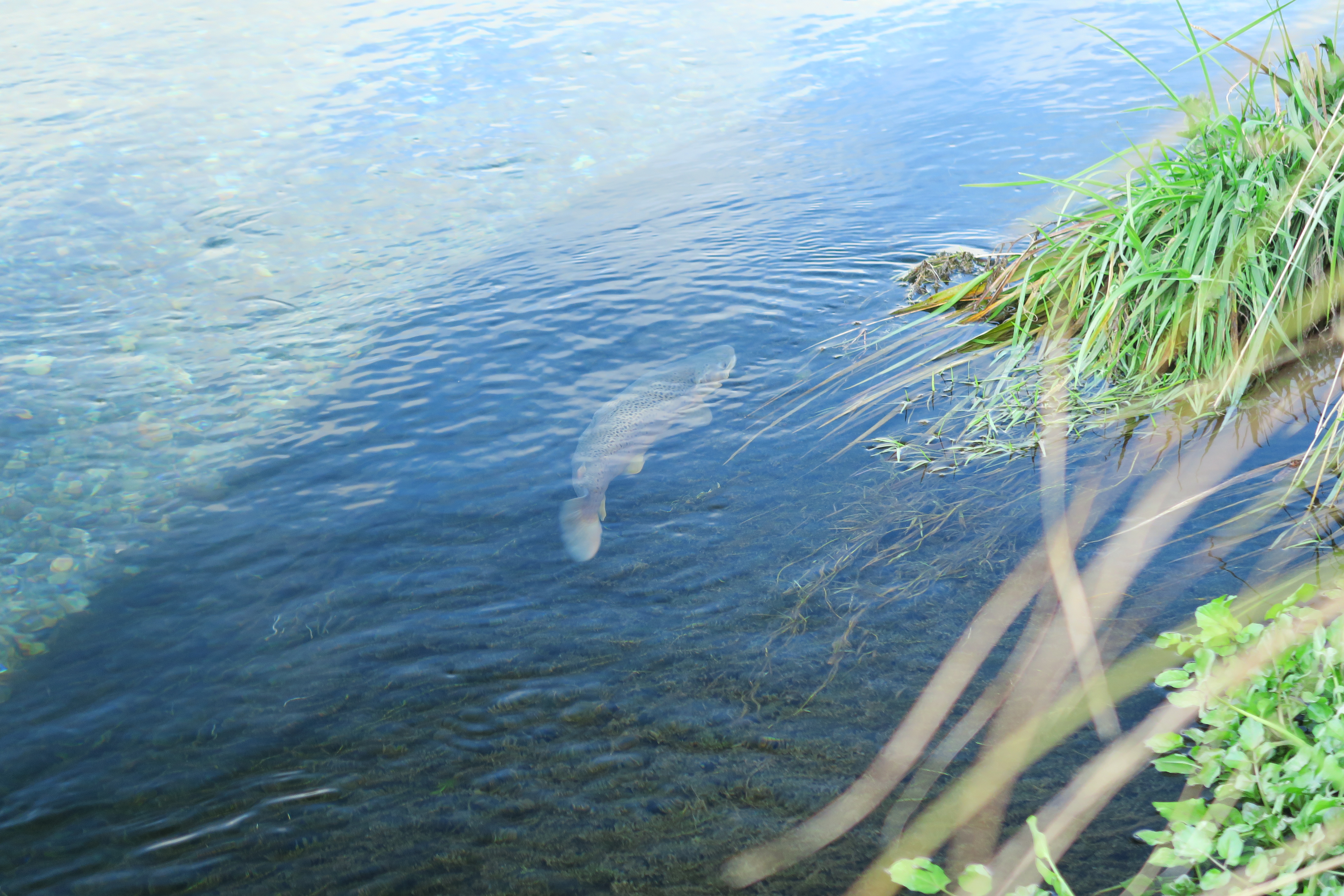 W 3 Spring creeks can often remain clear and fishable when others in flood Andrew Harding