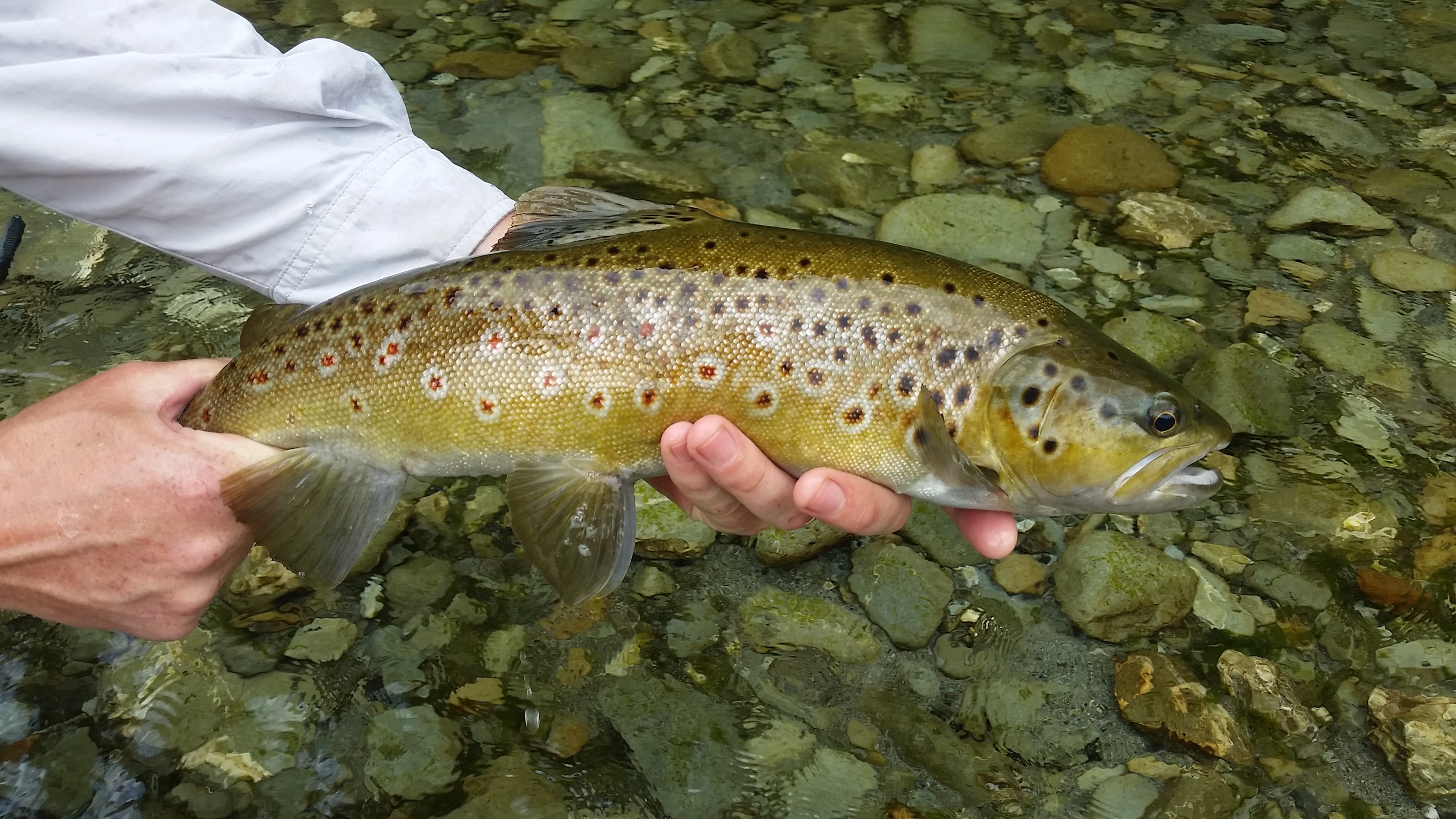 The added benefit of juvenile monitoring getting up close with a nice brownie Photo R Adams