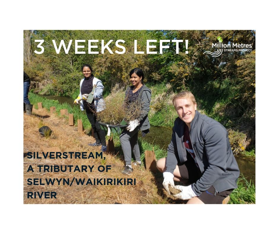 Silverstream 3 weeks LEFT