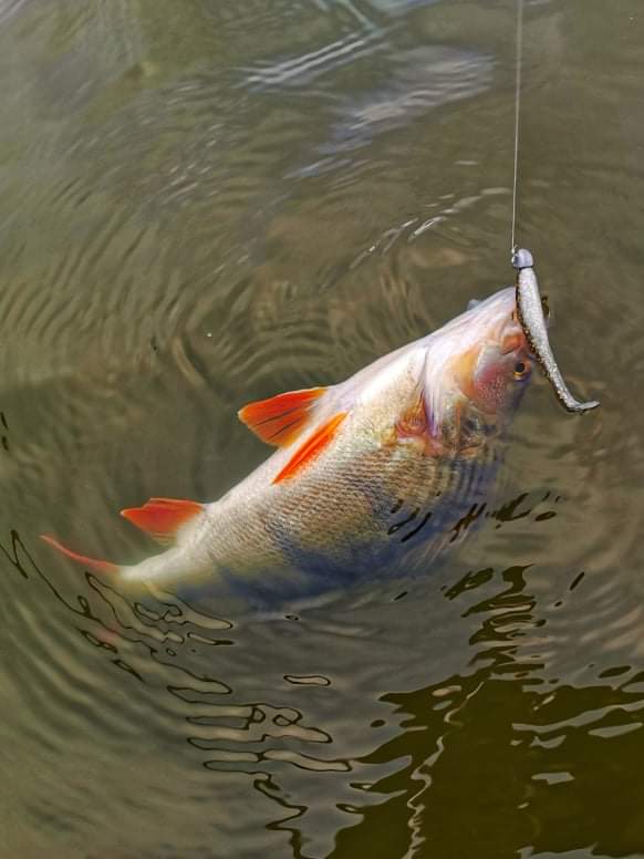 Perch from Lake Forsyth Te Wairewa Photo Credit Vaughan Morrisey