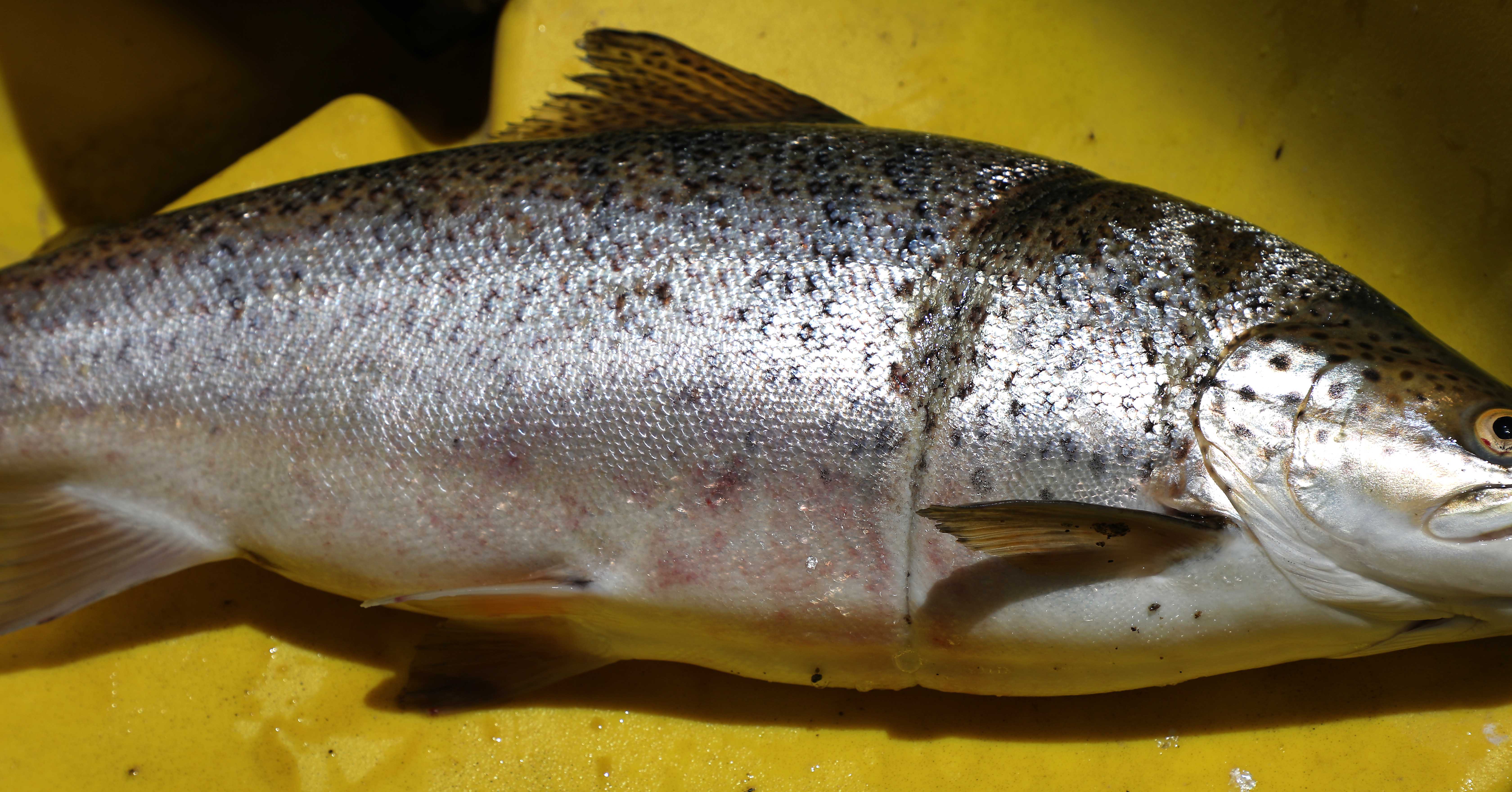 FGNZ NC LakeHawdon+MarymereFishSurvey131