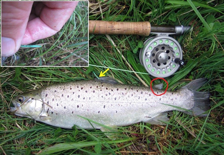 NC tagged trout