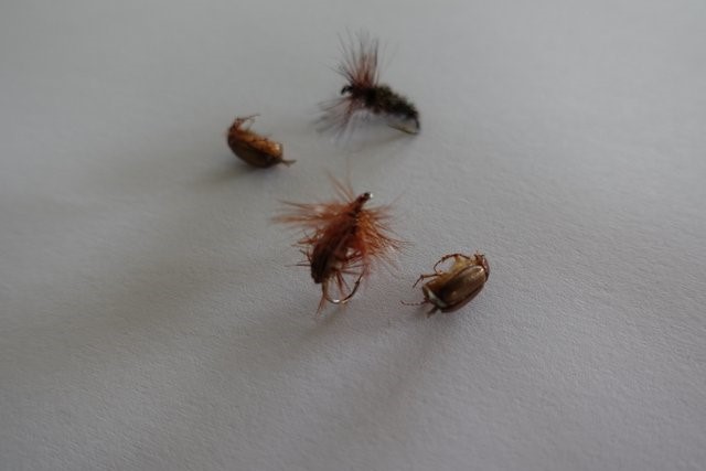 Brown Beetles