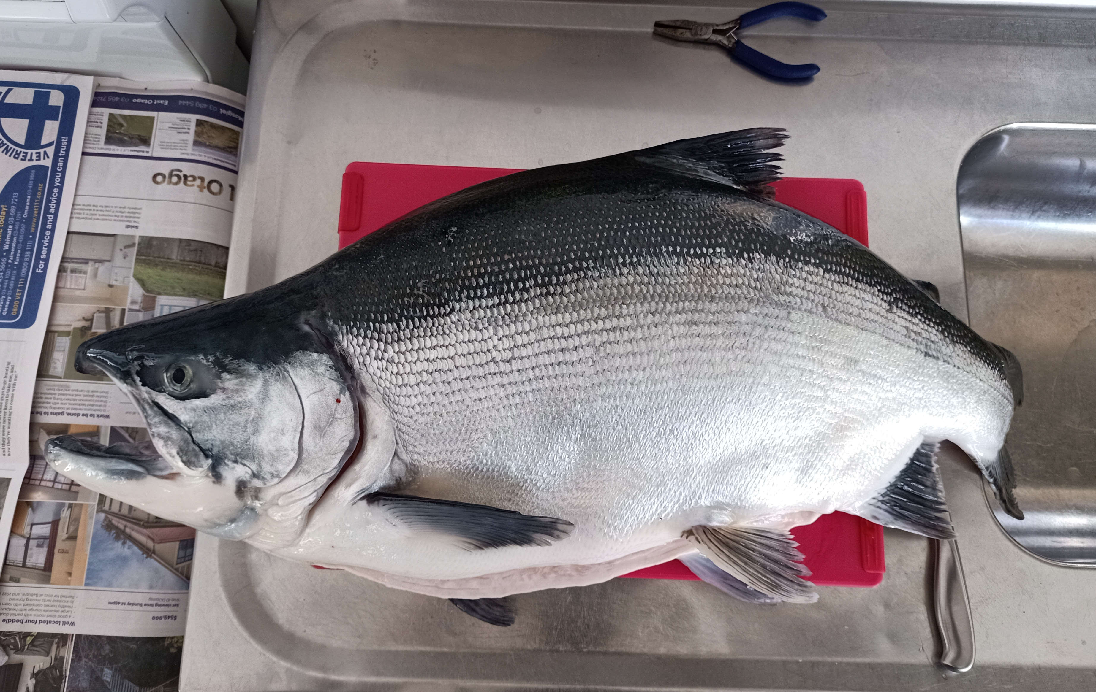 WFR2122.26 A closer look at Geoff Clarkes heavy weight sockeye salmon Credit Geoff Clarke