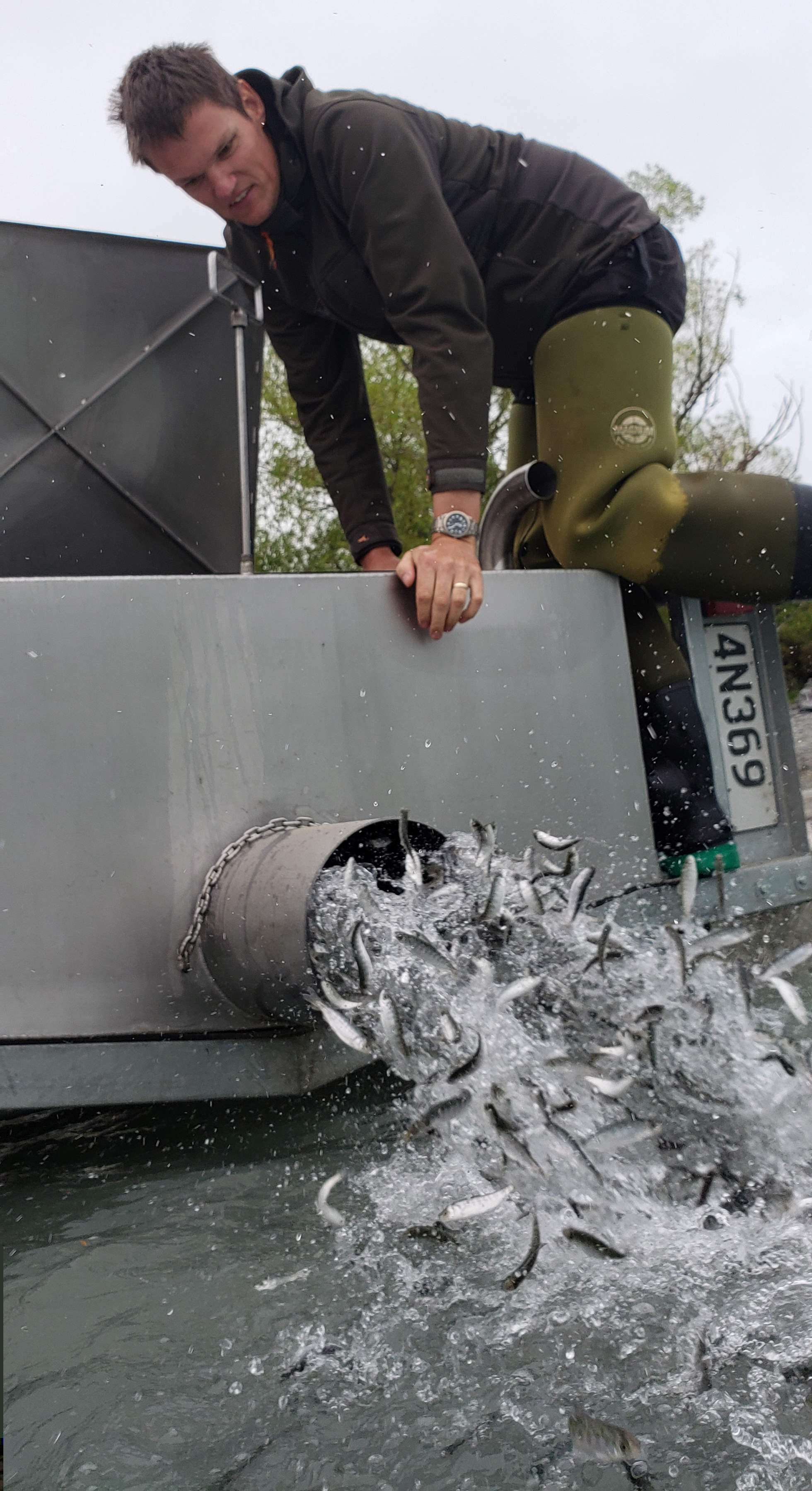 WFR2021.29Fish Game Officer Hamish Stevens releases 50000 salmon smolt into Lake Tekapo November 2020 Credit R Adams