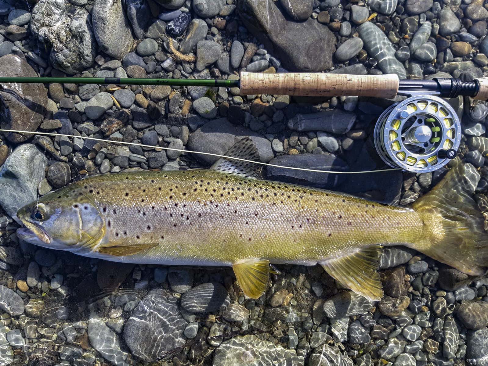 WFR2021.07 A large fish caught during a mayfly hatch in the Opihi River Catchment Credit N Moody 1