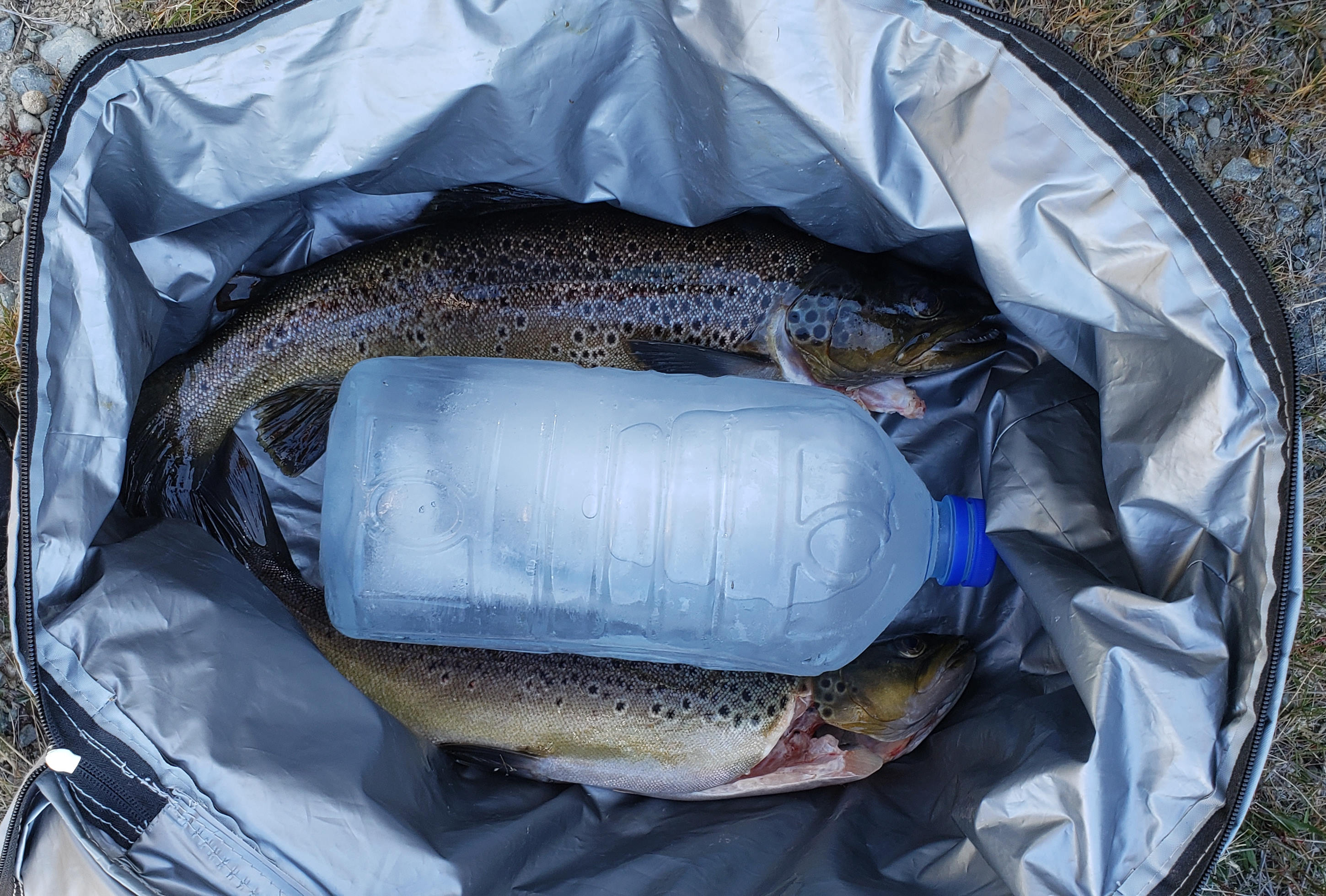WFR2021.50. For best meat quality get your cleaned fish in a chilli bag with ice asap