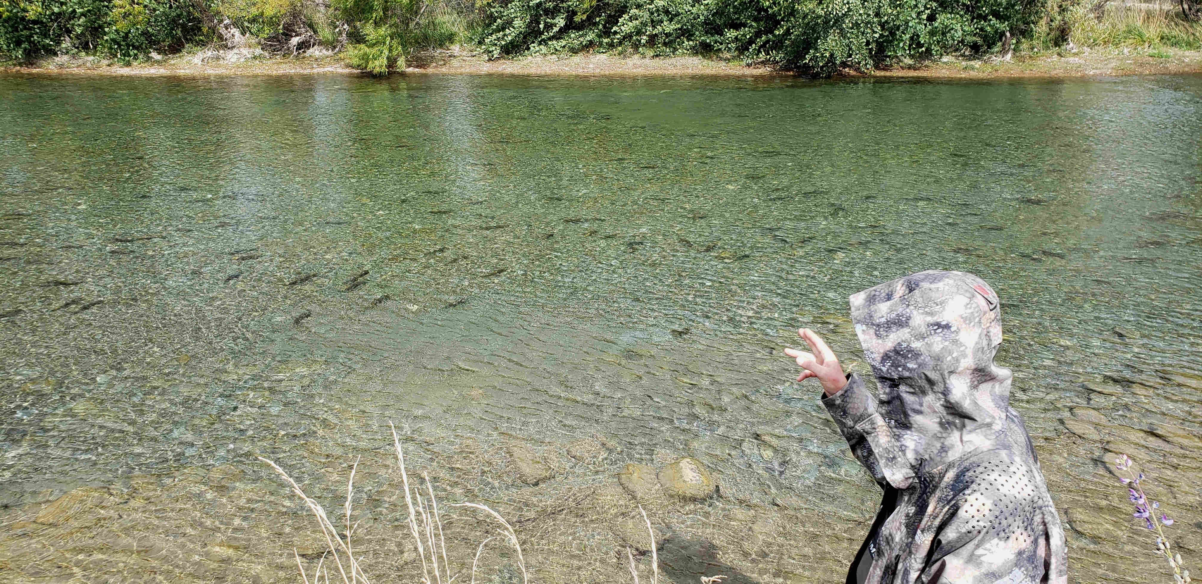 WFR2021.51Fish Game Officer Hamish Stevens counts spawning sockeye at the lower Ohau River photo R Adams