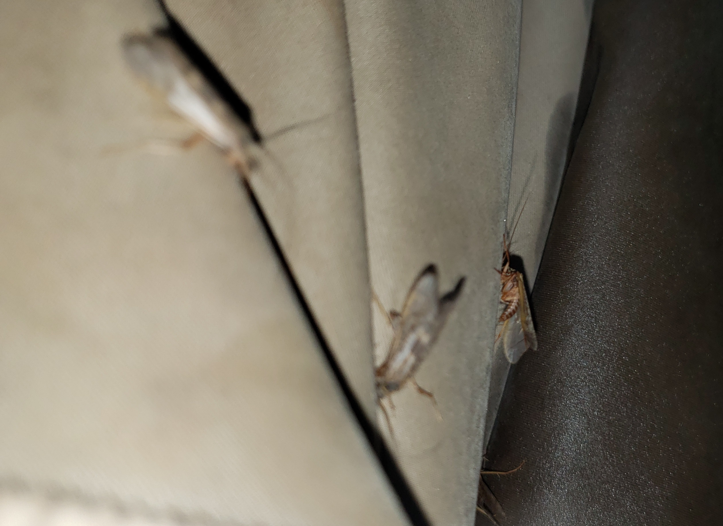 WFR1920.23 caddis crawling all over my waders while night fishing on the Waitaki R Adams