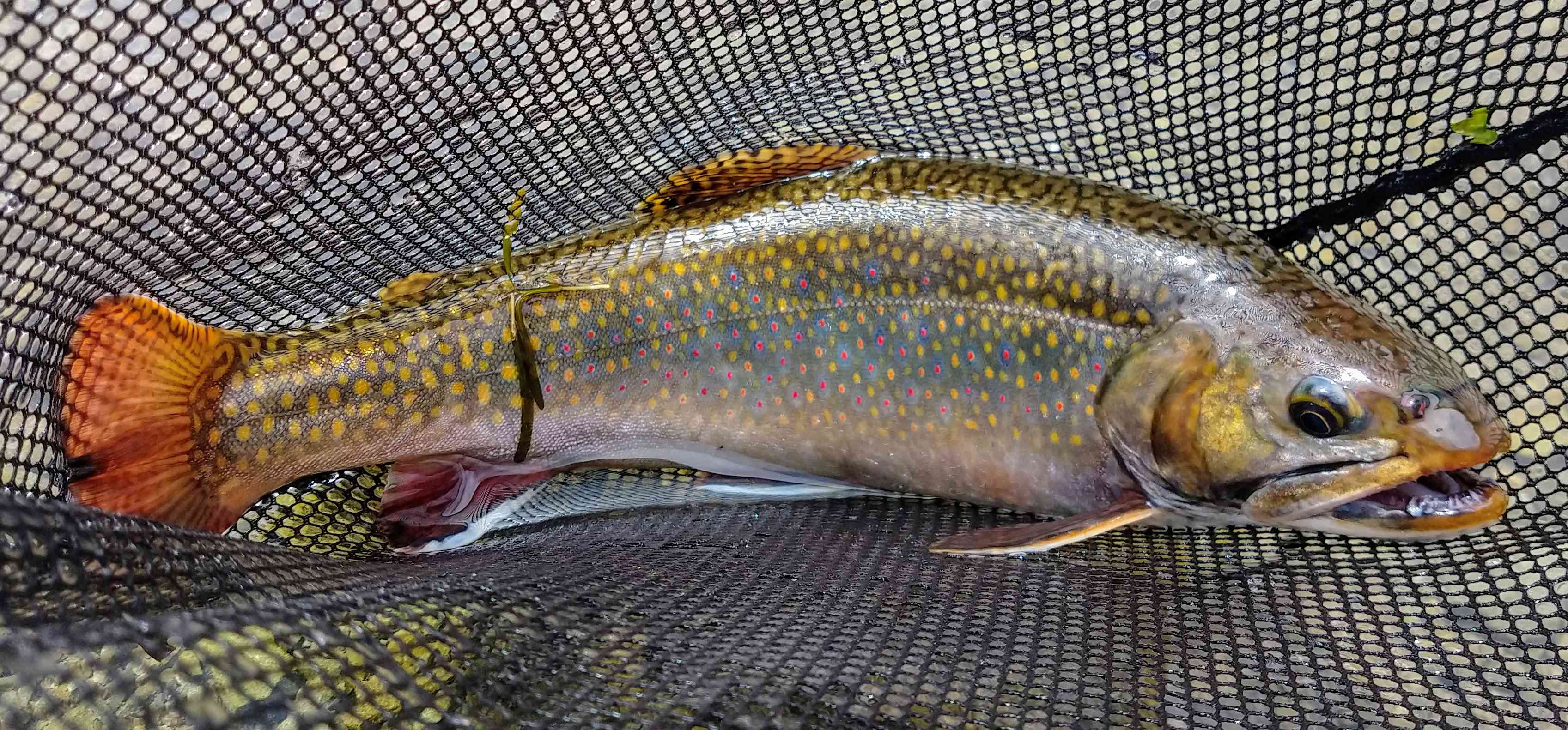WFR1819.60 Jayde Coupers highlight of the season his first Brook Char Credit J Couper