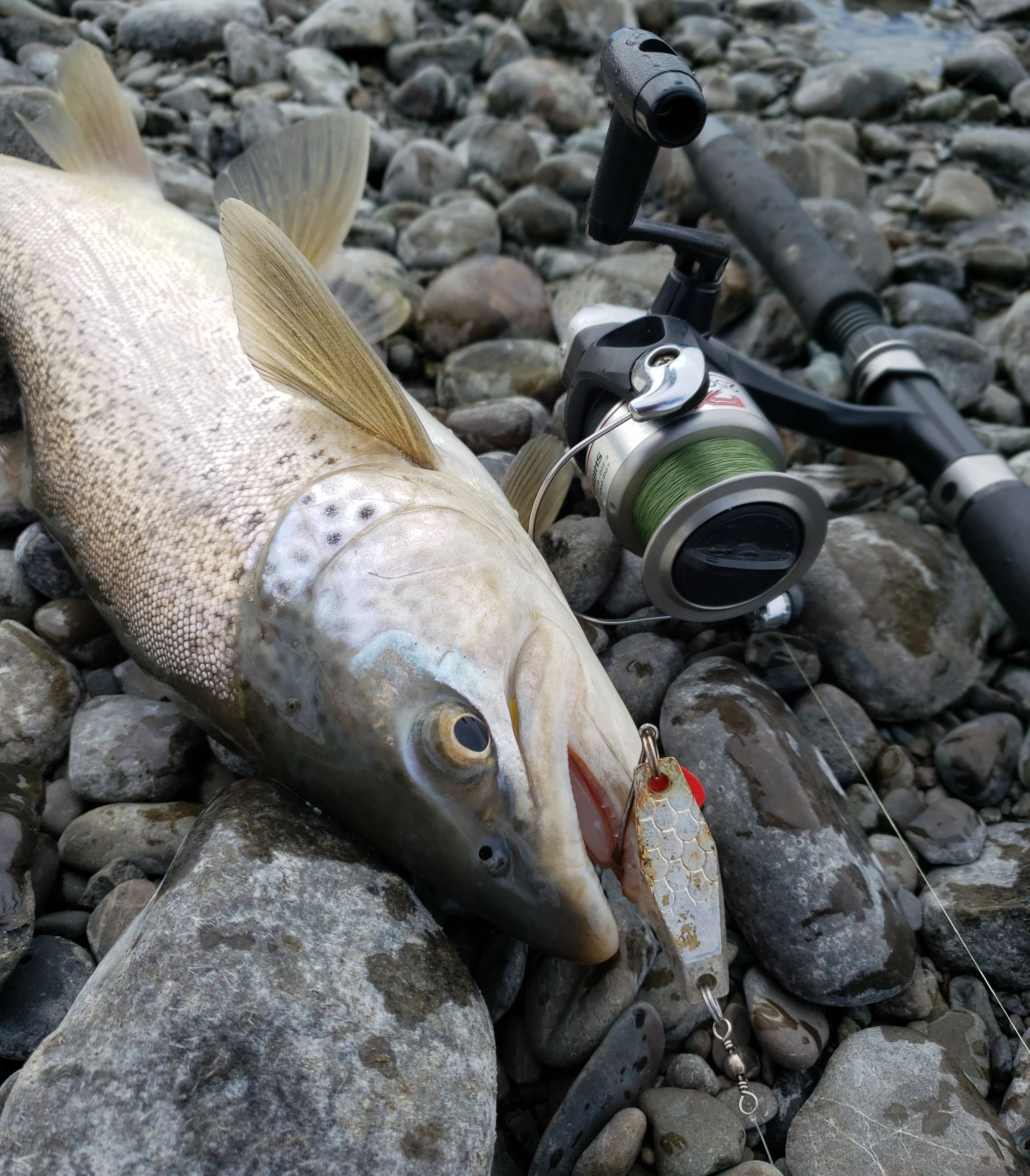 WFR1920.11 A rusty old silver hex wobbler was successful on Lake Tekapo October 2019 credit R Adams