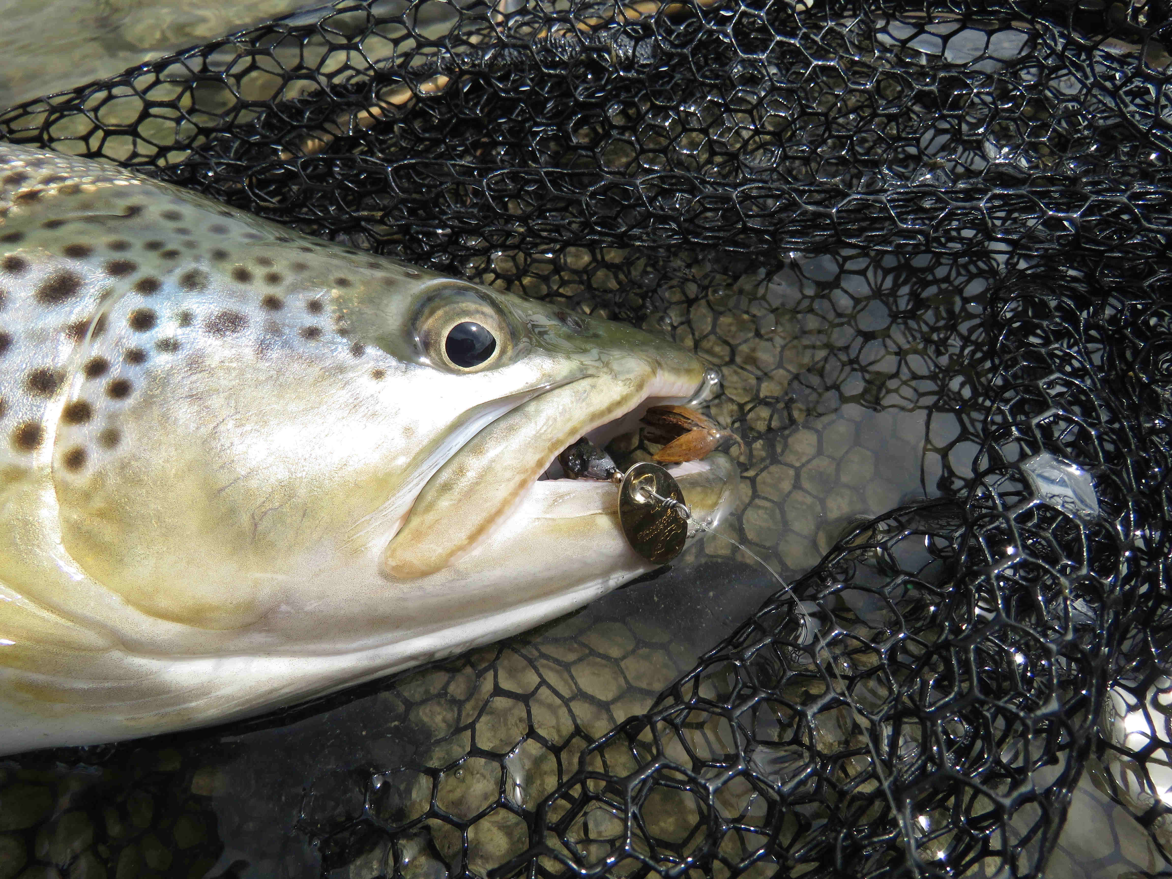WFR1920.02 A Waitaki River brown trout