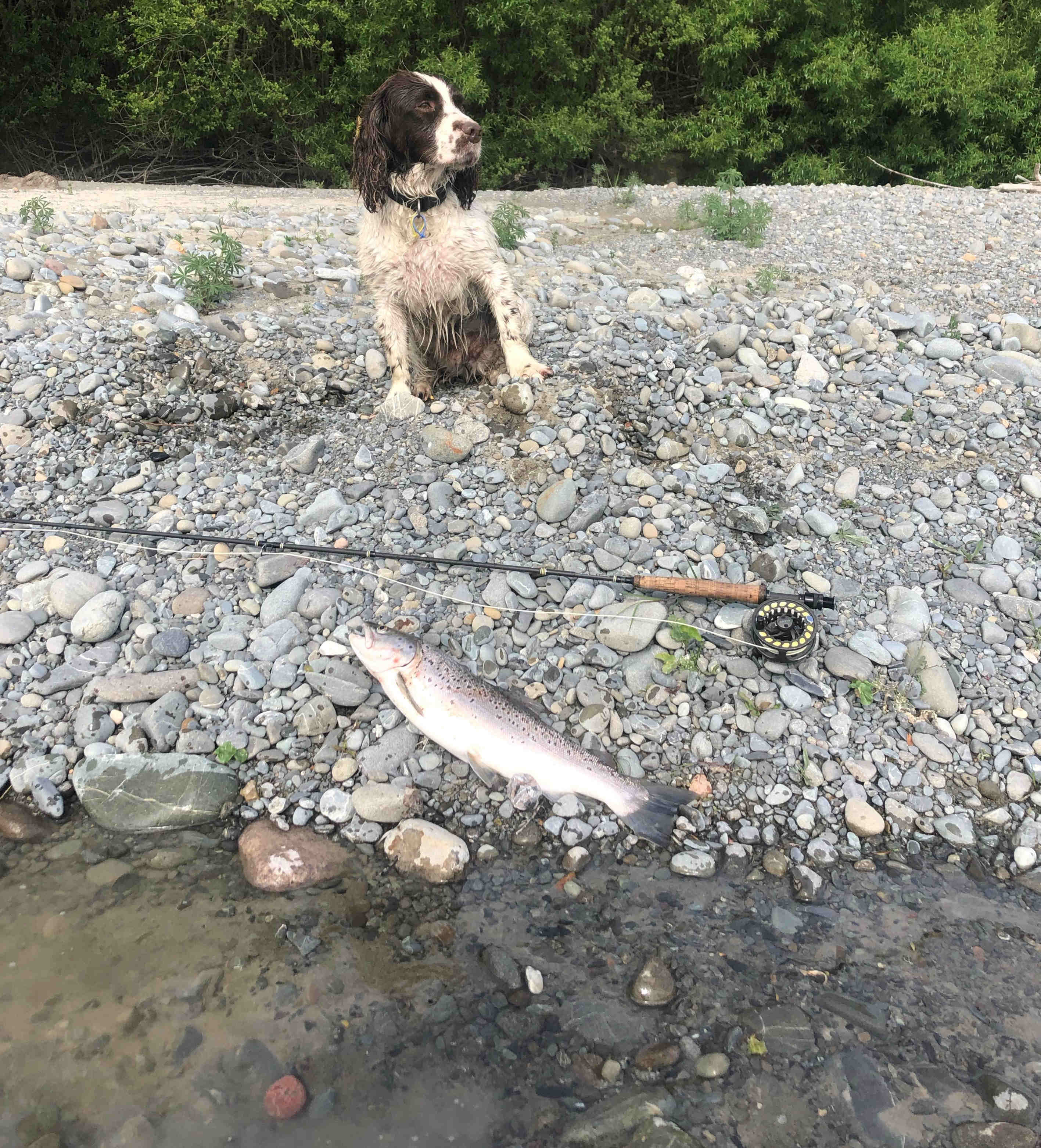 WFR2021.14 John Ferran caught this nice brown trout on the Ashburton River while the water was high using a streamer John Ferran